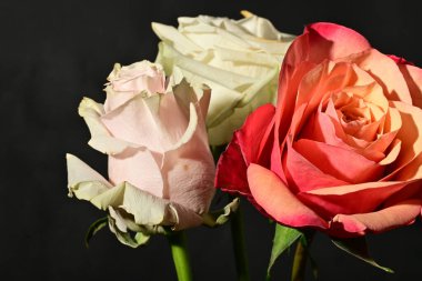 Güzel parlak gül çiçeklerini kapat.