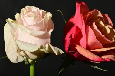 Güzel parlak gül çiçeklerini kapat.