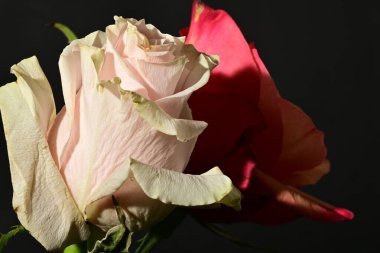 Güzel parlak gül çiçeklerini kapat.