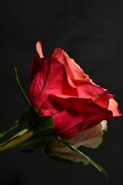 Güzel parlak gül çiçeklerini kapat.