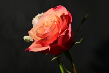 Güzel parlak gül çiçeklerini kapat.