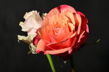 Güzel parlak gül çiçeklerini kapat.