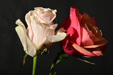 Güzel parlak gül çiçeklerini kapat.