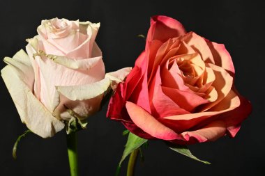 Güzel parlak gül çiçeklerini kapat.