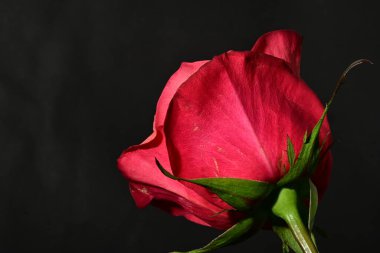 close up of beautiful rose flower on dark background