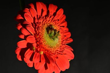 close up of beautiful gerbera  flower on dark background