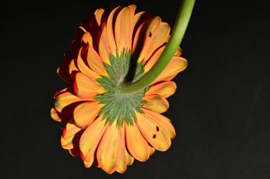 close up of beautiful gerbera  flower on dark background