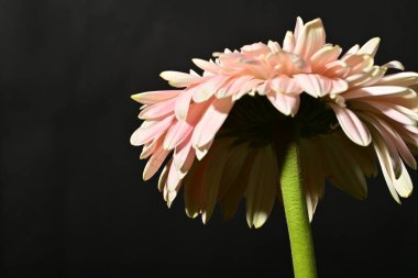 close up of beautiful gerbera  flower on dark background