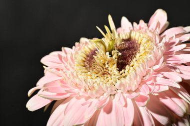 close up of beautiful gerbera  flower on dark background