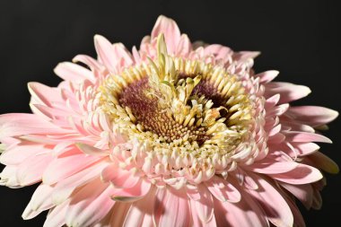 close up of beautiful gerbera  flower on dark background