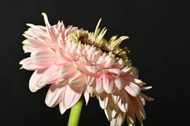 close up of beautiful gerbera  flower on dark background