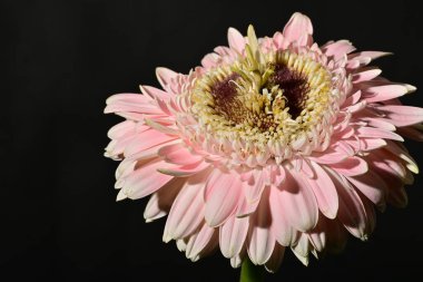 close up of beautiful gerbera  flower on dark background