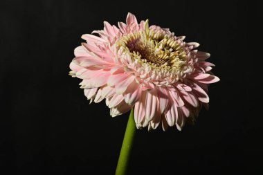 close up of beautiful gerbera  flower on dark background