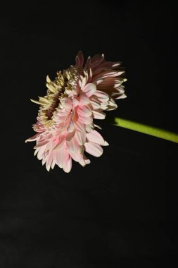 close up of beautiful gerbera  flower on dark background