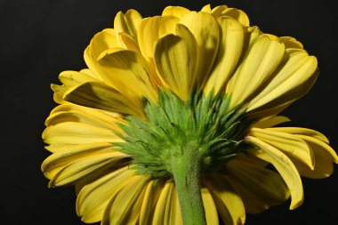 close up of beautiful gerbera  flower on dark background