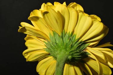 close up of beautiful gerbera  flower on dark background