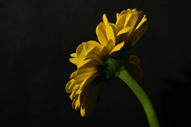 close up of beautiful gerbera  flower on dark background