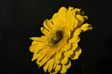 close up of beautiful gerbera  flower on dark background