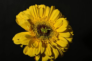 close up of beautiful gerbera  flower on dark background
