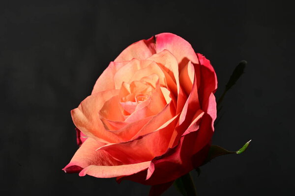 Close up of beautiful rose flower on dark background