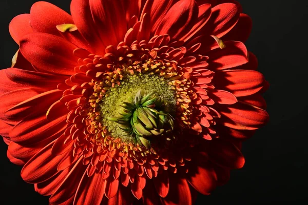 close up of beautiful gerbera  flower on dark background