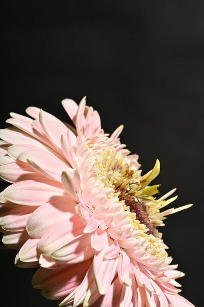 Close up of beautiful gerbera flower on dark background