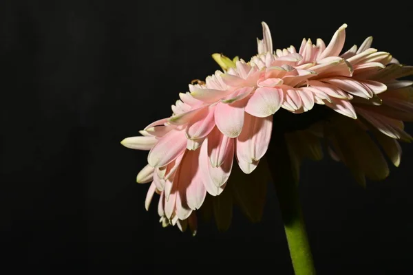 close up of beautiful gerbera  flower on dark background