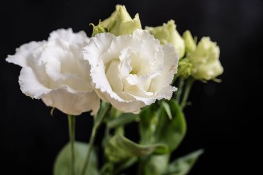 Güzel parlak çiçekleri kapatın.