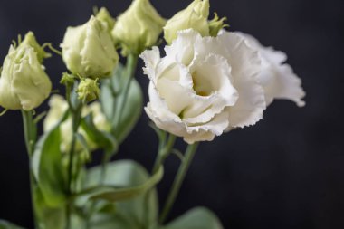 Güzel parlak çiçekleri kapatın.