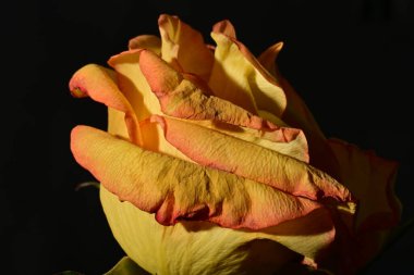 close up of beautiful rose flower on dark background