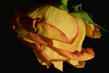 close up of beautiful rose flower on dark background