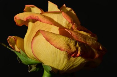 close up of beautiful rose flower on dark background