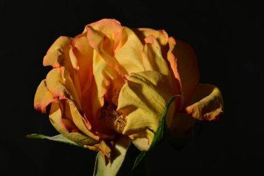 close up of beautiful rose flower on dark background