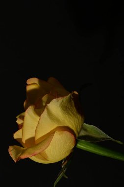 close up of beautiful rose flower on dark background
