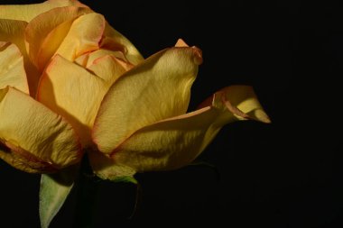 close up of beautiful rose flower on dark background