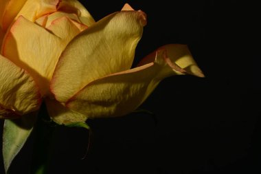 close up of beautiful rose flower on dark background