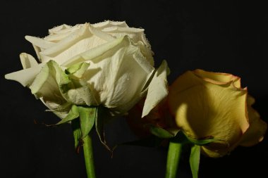 Güzel parlak gül çiçeklerini kapat.