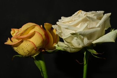 Güzel parlak gül çiçeklerini kapat.