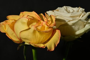 Güzel parlak gül çiçeklerini kapat.