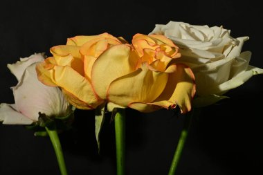 Güzel parlak gül çiçeklerini kapat.