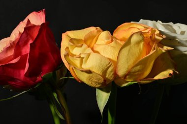 Güzel parlak gül çiçeklerini kapat.