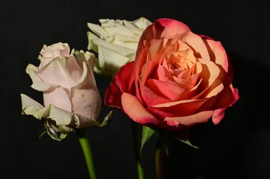 Güzel parlak gül çiçeklerini kapat.