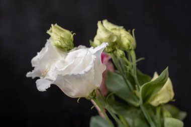 Güzel parlak çiçekleri kapatın.