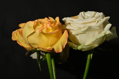 Siyah arka planda güzel gül çiçekleri