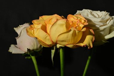 Siyah arka planda güzel gül çiçekleri