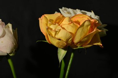 Siyah arka planda güzel gül çiçekleri