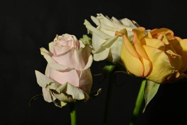 Siyah arka planda güzel gül çiçekleri