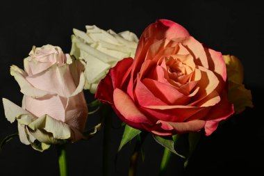 Siyah arka planda güzel gül çiçekleri