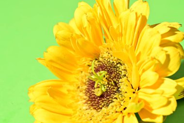 Güzel Gerbera çiçeğine yakın çekim, stüdyo çekimi.