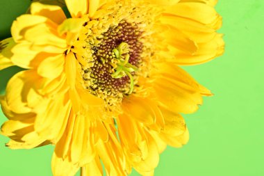 Güzel Gerbera çiçeğine yakın çekim, stüdyo çekimi.